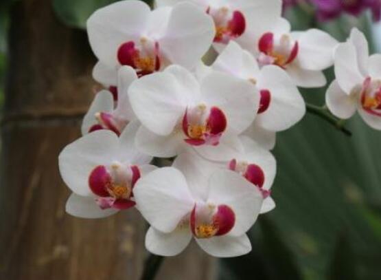 蝴蝶蘭有哪些品種，欣賞最好看的五大品種