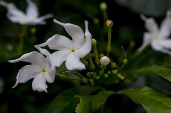 風(fēng)車茉莉怎么養(yǎng)，教你八個(gè)方法養(yǎng)的郁郁蔥蔥