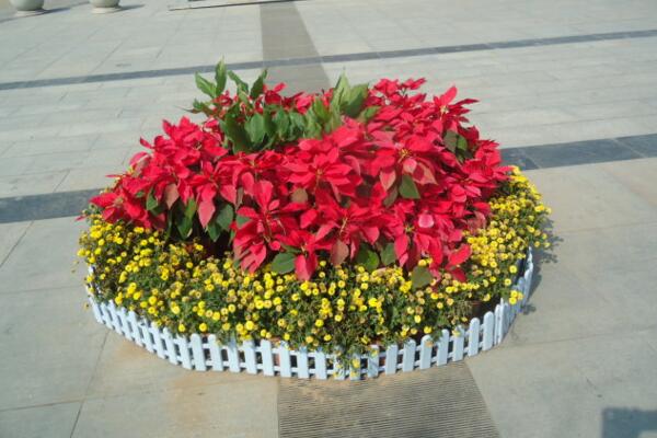 一品紅葉子都卷起來了，可能是因為5種原因?qū)е? src="/zhiwu/d/file/p/2019/05-27/0c6e19fbbcbd5d001ac9903451c107af.jpg" / data-PzhI="ajdP4C"></p>
<p data-2YZO="GPEnhG">
	一品紅的澆水需要掌握見干見濕的原則，如果澆水過多，就會導致一品紅的根部無法正常的呼吸，導致其根部腐爛，使它的葉子發(fā)卷。</p>
<p data-jP4I="NyV5BY">
	補救方法：如果澆水過多，那么我們就需要將一品紅移動到一個通風的地方，并且適當?shù)倪M行松土處理，加速水分的蒸發(fā)。</p>
<p data-3kpI="VqumZk">
	<strong data-VRCA="ksH3Uf">土壤板結(jié)</strong></p>
<p data-RNgp="UEVWCC">
	<img alt=