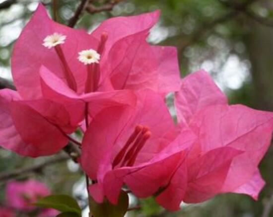 三角梅葉子發(fā)黃的原因，三角梅葉子發(fā)黃脫落怎么辦