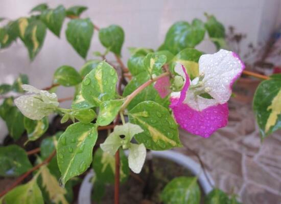 三角梅有哪些品種，常見的三角梅品種大全