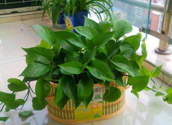 怎樣種植綠蘿，老農(nóng)總結(jié)最簡(jiǎn)單兩種種植方法(水培與土培)