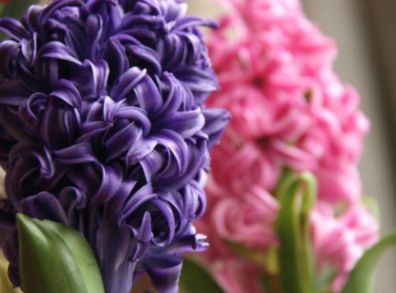 風(fēng)信子花代表什么意思，代表著永遠(yuǎn)的懷念、重生的愛