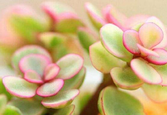 雅樂(lè)之舞的用途，盤(pán)點(diǎn)最實(shí)用四種價(jià)值