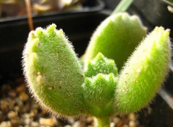 熊童子用什么土，腐葉土、園土、沙土最為合適