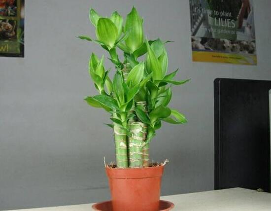 富貴竹施肥用什么肥料，富貴竹施什么肥好