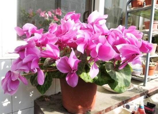 仙客來為什么不開花，仙客來不開花怎么辦