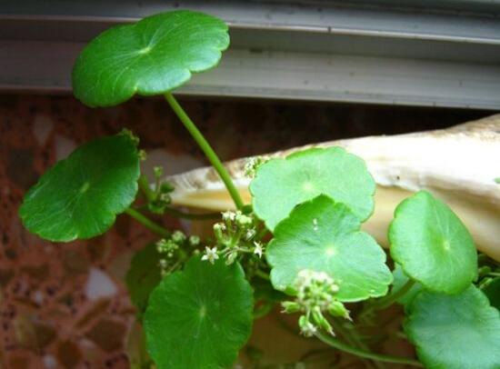 銅錢草什么時(shí)候開花，銅錢草花期多長(zhǎng)時(shí)間（四個(gè)月）