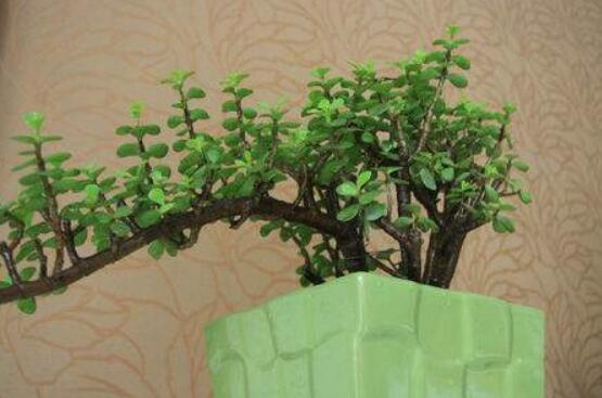 燕子掌不開花怎么辦，做好以下五點(diǎn)花開爆盆