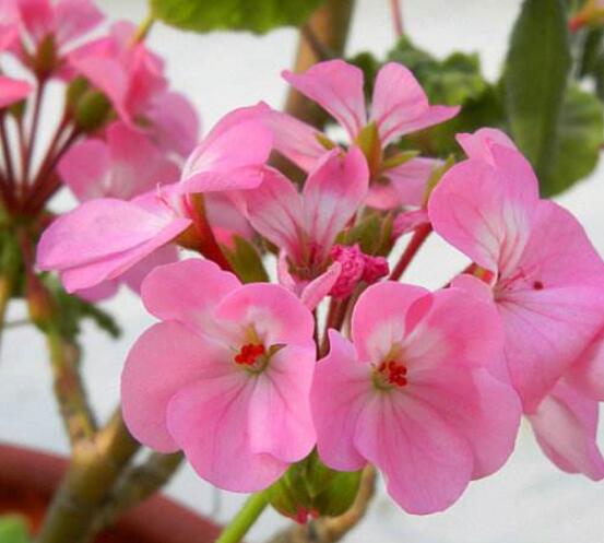 天竺葵移盆后要澆水嗎，不干不澆、澆則必透