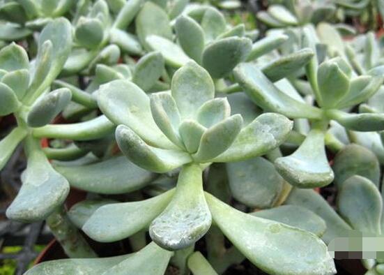 寶石花怎么養(yǎng)，老農(nóng)總結(jié)六大基本養(yǎng)殖方法