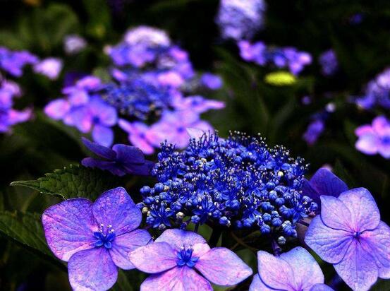 繡球花花期多久，花開花謝持續(xù)25天(6-8月開花)