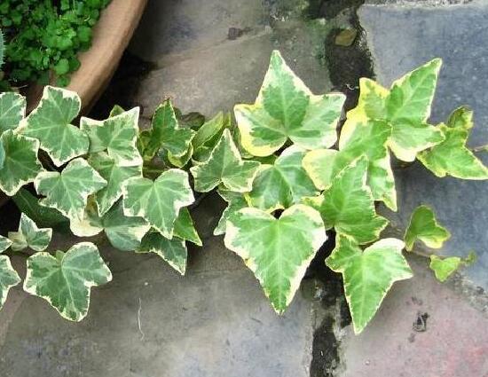 常春藤有哪些品種，常春藤品種圖片大全