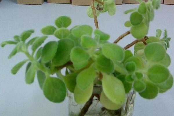 碰碰香的作用，沒(méi)想到碰碰香竟然有這么多好處