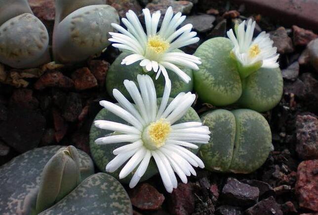 生石花花語是什么，不要送錯/代表著堅強的性格