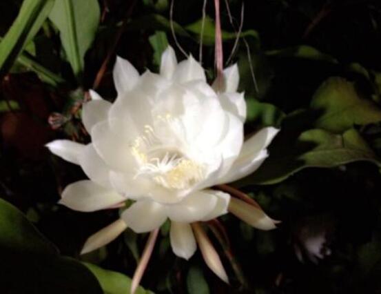 曇花摘下來如何保存，主要分為做干花和自然晾干