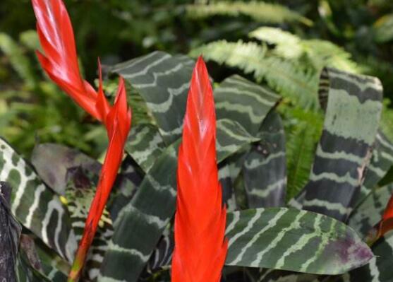 鴻運(yùn)當(dāng)頭的品種，鴻運(yùn)當(dāng)頭最出名的七個(gè)品種