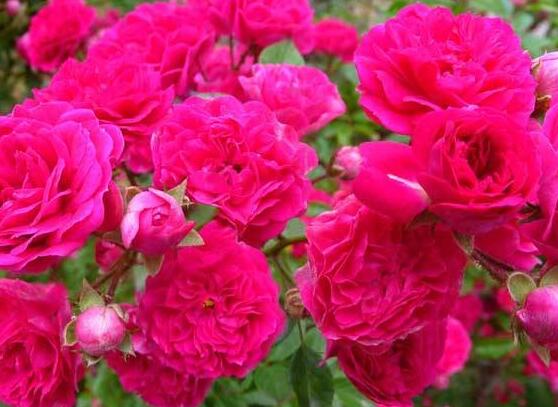 藤本月季和薔薇的區(qū)別，刺大的是藤本月季（三種區(qū)別方法）