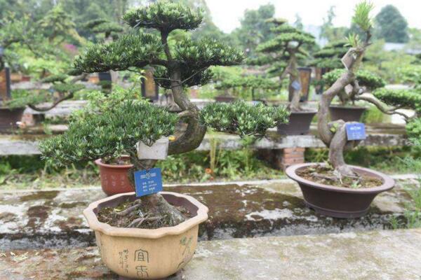 羅漢松的養(yǎng)殖方法，以下6步是關(guān)鍵