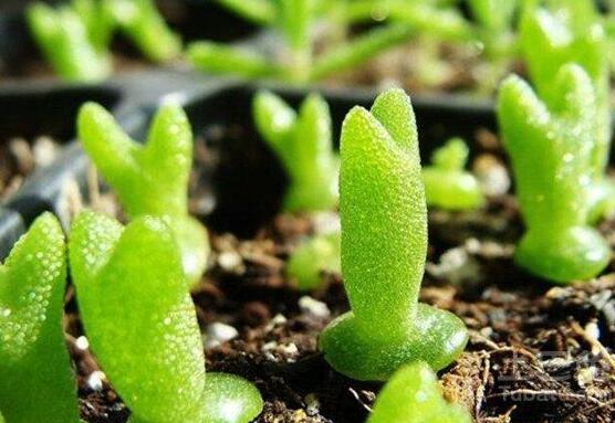 碧光環(huán)和枝干番杏的區(qū)別，教你兩種最直觀分辨方法