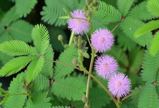 含羞草有什么藥用價值，含羞草的功效與作用