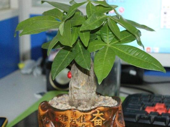 發(fā)財樹盆栽怎么養(yǎng)，小發(fā)財樹盆景圖片大全