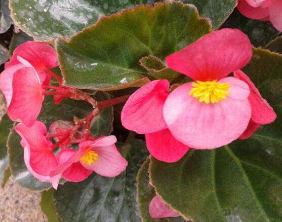 海棠花葉子焦邊的原因，教你最實(shí)用三種原因以及解決方法