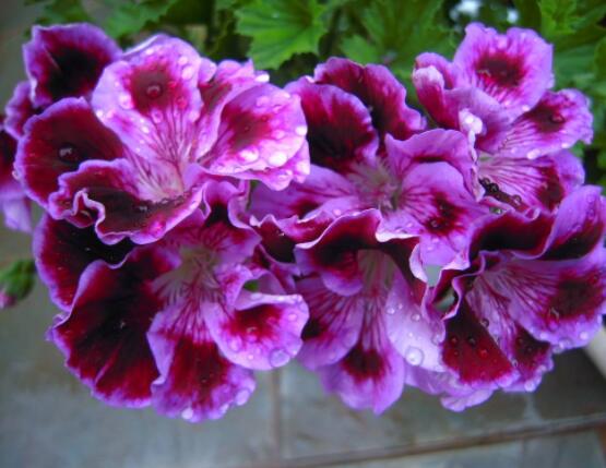 天竺葵和海棠的區(qū)別，教你三種區(qū)別方法(屬性/形態(tài)/價值)