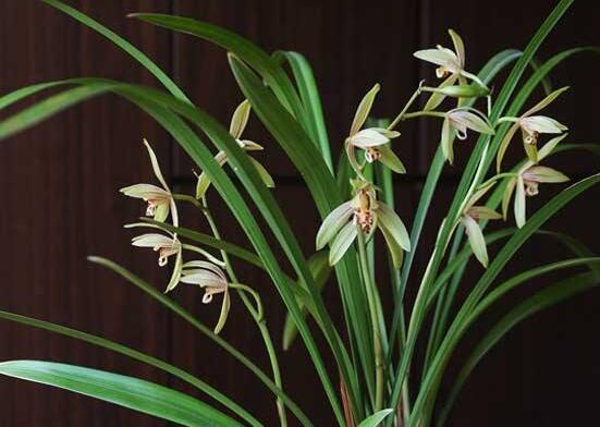 蘭花的品種，細(xì)數(shù)蘭花十大最珍貴的品種