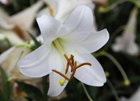 百合花的藥用價(jià)值，百合花的功效與作用
