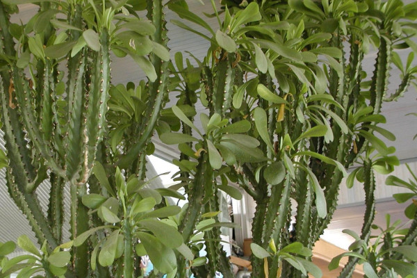 霸王鞭與量天尺區(qū)別，品種不同/毒性大小差異等