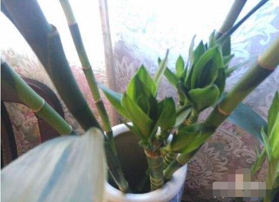水培的富貴竹葉子發(fā)黃，教你四種解決好辦法(生長碧綠)