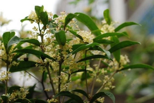 月月桂與四季桂的區(qū)別