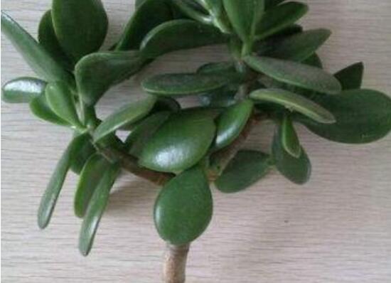 燕子掌怎么繁殖，主要有兩種扦插方法(土插與水插)