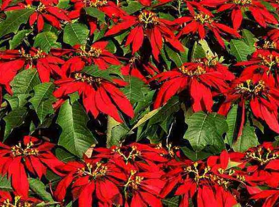 一品紅病蟲害怎么辦，一品紅病蟲害防治辦法