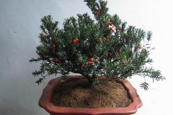 室內(nèi)養(yǎng)殖紅豆杉的方法，家庭養(yǎng)殖紅豆杉的五個(gè)要點(diǎn)