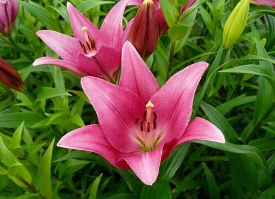 盆栽百合花施什么肥好，百合花怎么施肥/施用氮肥