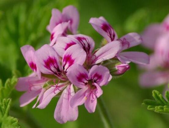 香葉天竺葵的養(yǎng)殖方法，老農(nóng)歸納出最有效的八大養(yǎng)殖方法