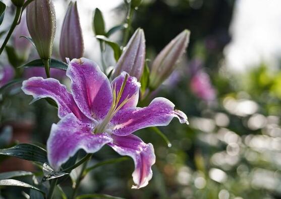 香水百合花語，一種純潔、一種與世無爭