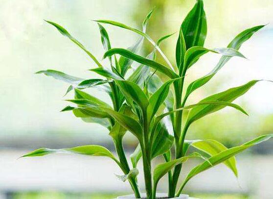 富貴竹葉子黃了怎么辦，四種原因及解決辦法