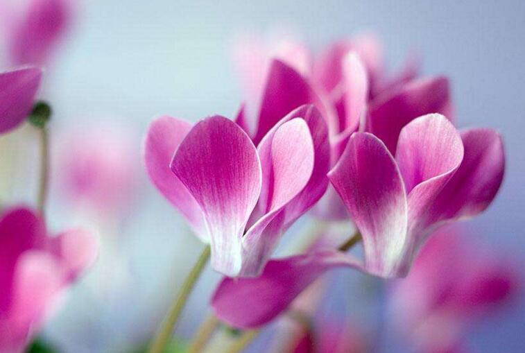 仙客來扦插方法，選擇健康的杵插基質(zhì)很重要