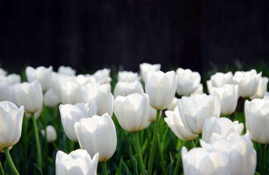 郁金香的花語(yǔ)是什么，郁金香享譽(yù)世界花后