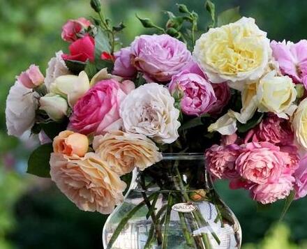 月季花花語大全，不同顏色的月季有著不同的寓意