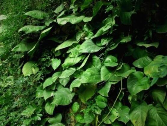 常春藤和常青藤一樣嗎，教你三種區(qū)別方法(形態(tài)/生長環(huán)境/作用)