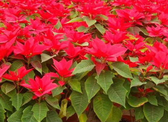 一品紅葉面發(fā)黑怎么辦，一品紅葉面發(fā)黑解決辦法