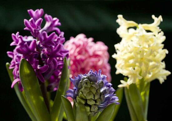 風(fēng)信子什么時(shí)候開花，風(fēng)信子開花后怎么處理