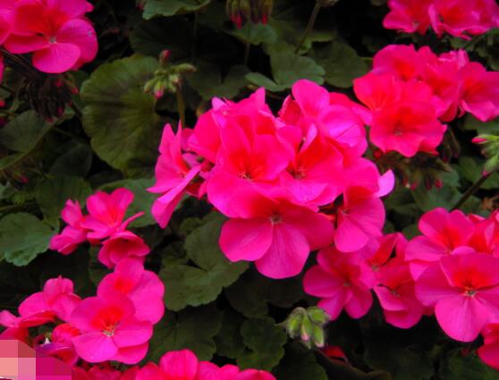 天竺葵適合放室內(nèi)養(yǎng)嗎，導(dǎo)致皮膚過敏、頭暈、胸悶(不建議)