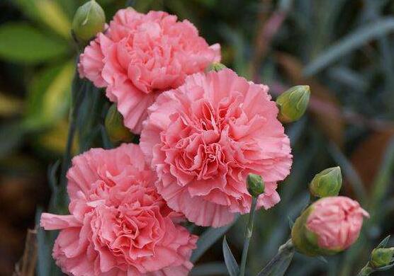 康乃馨怎么修剪，康乃馨修剪方法