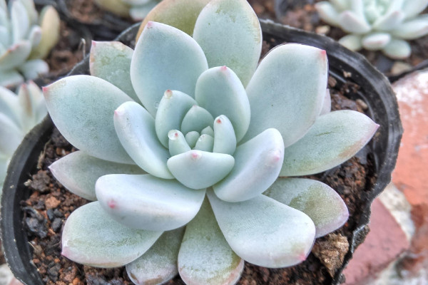 多肉植物雪蓮怎么養(yǎng)，5~25℃的環(huán)境內(nèi)都能存活