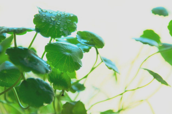 銅錢草怎么養(yǎng)